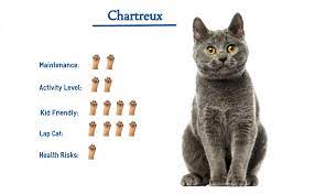 chartreux cat breed everything you