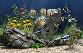 dream aquarium the world s most