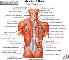 The muscles of the lower back, including the erector spinae and quadratus lumborum muscles, contract to extend and laterally bend the vertebral column. What Are The Back Muscles Called Quora