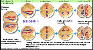 meiosis flashcards quizlet