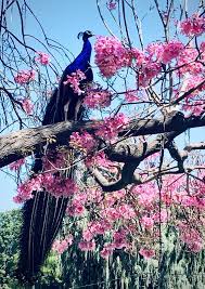 Peacock Cherry Blossom Tree Metal Wall