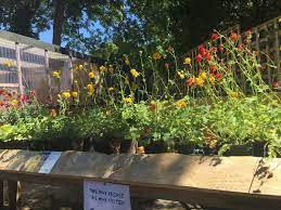 contactless garden centre opens in bath