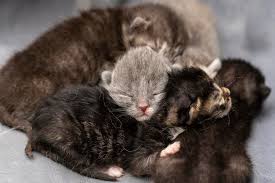 newborn kittens with closed eyes blind