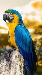 hd blue yellow macaw wallpapers peakpx