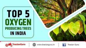 Top 5 Oxygen Producing Trees In India