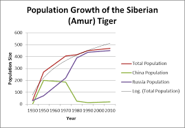 The Siberian Amur Tiger Panthera Tigris Altaica Above Is