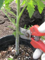 Снимката ясно показва процеса на връзване на доматите. Domatite Kak Da Gi Zasadim Pravilno Za Da Poluchim Dobra Rekolta