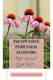 Learn how they survive the winter. 11 Cheap Perennial Flowers For Your Garden In 2021 Flowers Perennials Perennials Flowers
