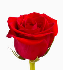 Resultado de imagen para rosas rojas b