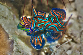 nine of the world s most gorgeous fish