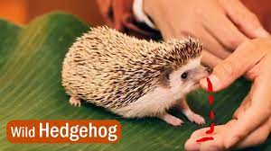 Echidna and hedgehog