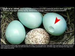 brood parasitism cowbird eggs damage