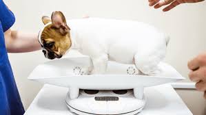 I has a hotdog fat funny dog pictures dog memes puppy. The Big Fat Truth About Dog Obesity And What You Can Do About It