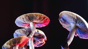 Do mushrooms really use language to talk to each other? A fungi expert  investigates
