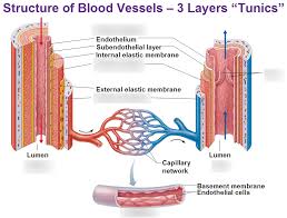Blood Vessel Anatomy Diagram Quizlet