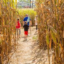 how to make a corn maze