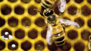 Lack Of Bee Imports Due To Covid 19