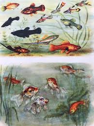 1959 Aquarium Fishes Original Vintage