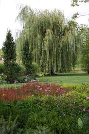 The dwarf weeping willow is an excellent miniature weeping tree for a yard with little space the 'pendula waterfall' weeping willow has narrow green linear leaves with rounded tips. Golden Weeping Willow Salix Alba Tristis Weeping Willow Weeping Willow Tree Dream Garden