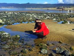 Three Great Spots To Check Out Tidepools That Arent