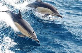 dolphins learn about this playful