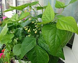 Balcony Vegetable Gardening Ideas Tips