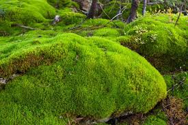 Image result for moss