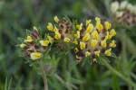 Anthyllis vulneraria subsp. forondae / Anthyllide de ... - FLOREALPES