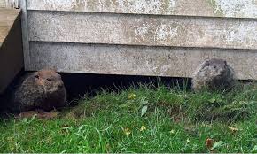 natural ways to get rid of groundhogs