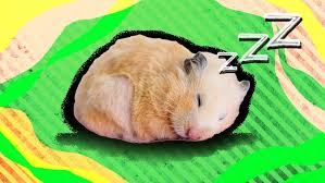Do Hamsters Hibernate A Vet Nurse