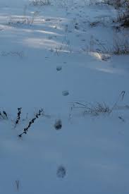 Tierspuren erkennen kann man vor allem im winter, wenn es frisch geschneit hat. Spuren Im Schnee Die Kunst Des Fahrtenlesens Wwf Blog