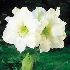 In windy climates, plant in protected areas so the winds don't damage the large, heavy white flowers. Indoor Amaryllis White 1 Dobies