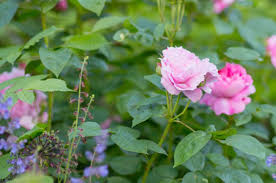 Rose Garden Design Jo Thompson Garden