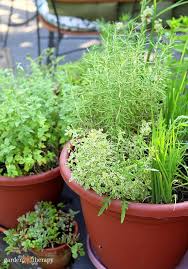 Perennial Herb Container Garden