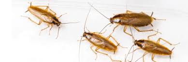 diy apartment roach treatment guide