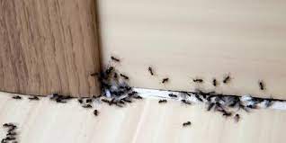 Food is usually the reason ants are attracted to the kitchen. How To Get Rid Of Ants In Your House
