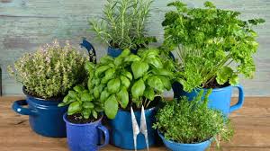 best herbs to grow indoors 12 options