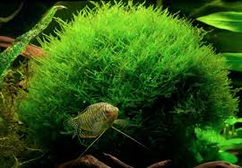 10 must have mosses for your aquarium