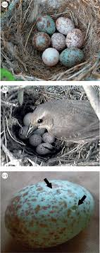 a a chalk browed mockingbird nest