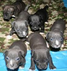 Ready now kc registered newfoundland puppies. Puppy For Sale In Augusta Ga 5miles Buy And Sell