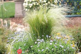 Ornamental Grasses For Missouri