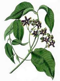 Periploca graeca Silk Vine PFAF Plant Database