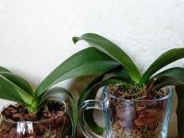 Начини за омекотяване на вода за поливане на орхидеите. Otglezhdane Na Orhidei V Zatvorena Sistema Harakteristiki Zasazhdane I Grizhi Pregledi
