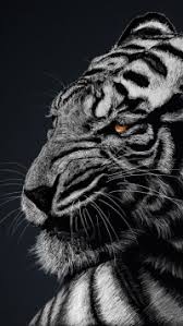 Best 938x1668 tiger wallpaper, iphone 8/7/6s/6 for parallax desktop background for any computer, laptop, tablet and phone. 37 White Tiger Apple Iphone 5 640x1136 Wallpapers Mobile Abyss