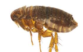 are fleas driving you nuts this summer