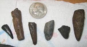 Paleocurrents Com Fossils Of The Peace River Arcadia Fl