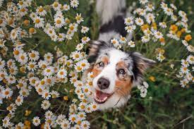 130 flower names for dogs as beautiful