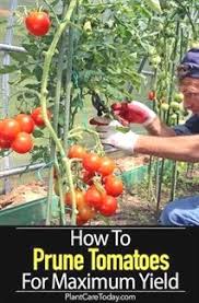 pruning tomato plants