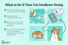 what to do if your cat swallows a string