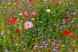 When To Plant Wildflowers Turf